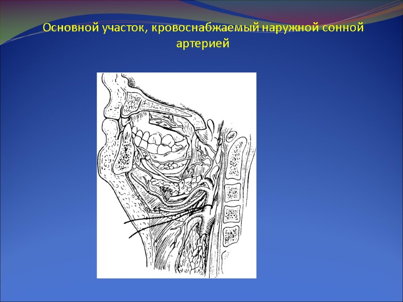 Основной участок, кровоснабжаемый наружной сонной артерией